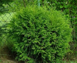 Thuja occidentalis little Champion — photo 2