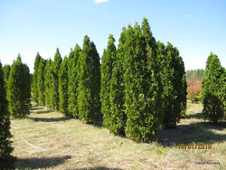 Thuja occidentalis Pyramidalis — photo 3