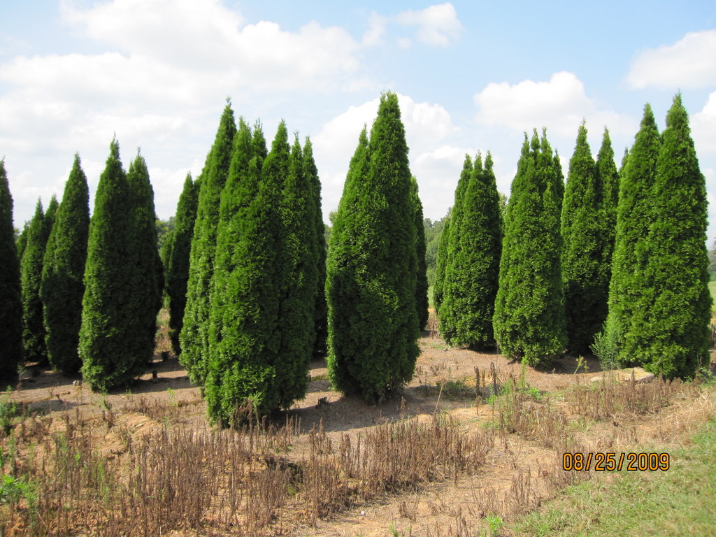 Thuja occidentalis Smaragd