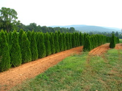Thuja occidentalis Smaragd — photo 2