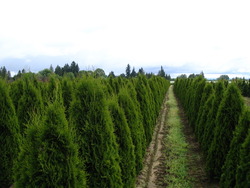 Thuja occidentalis Smaragd — photo 3