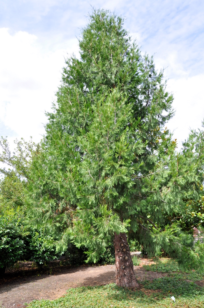 Thuja occidentalis Spicata Aurea