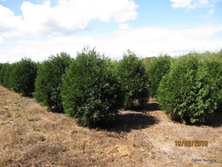 Thuja occidentalis 'Techny' — photo 3