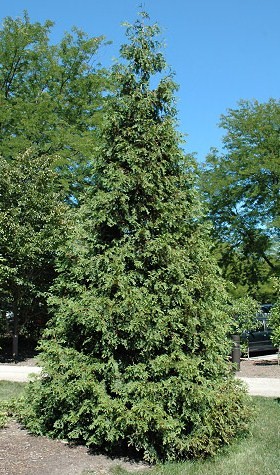 Thuja plicata 'Atrovirens'