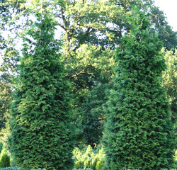 Thuj'a plicata 'Excelsa — photo 2