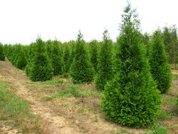 Thuja plicata 'Green Giant' — photo 1