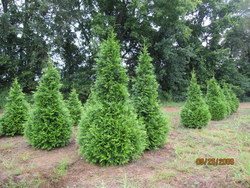 Thuja plicata 'Green Giant' — photo 2