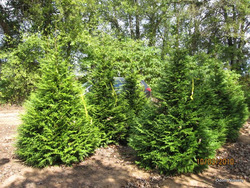 Thuja plicata 'Green Giant' — photo 3