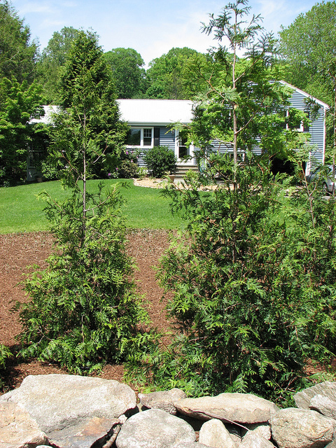 Thuja plicata 'Spring Grove'