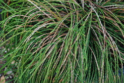 Thuja plicata 'Whipcord' — photo 1