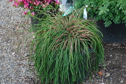 Thuja plicata 'Whipcord' — photo 2