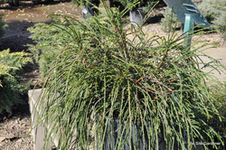 Thuja plicata 'Whipcord' — photo 3