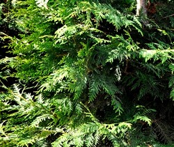 Thuja plicata 'Green Giant' — photo 4