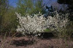 Amelanchier canadensis 'Prince William' — photo 1