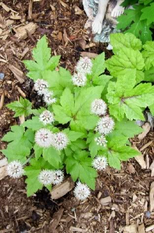 Tiarella Neon Light