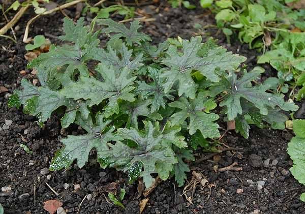 Tiarella Black Velvet