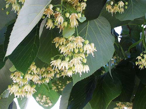 Tilia americana