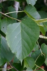 Tilia americana — photo 2