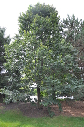 Tilia americana Boulevard — photo 1