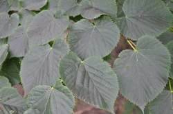 Tilia americana Boulevard — photo 2