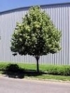Tilia cordata 'Greenspire'