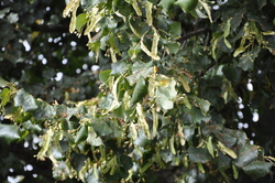 Tilia cordata 'Greenspire' — photo 3
