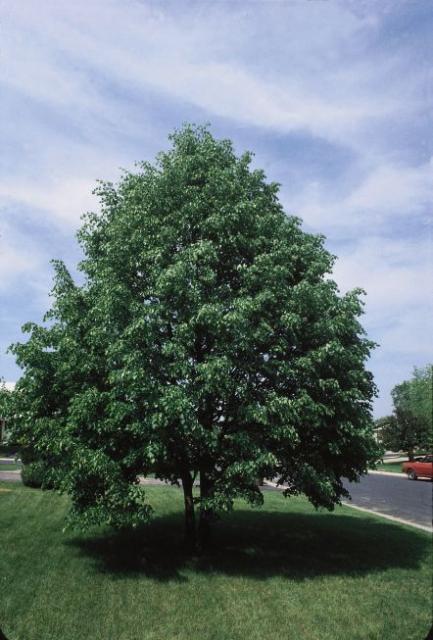 Tilia cordata Shamrock