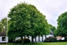 Tilia x euchlora