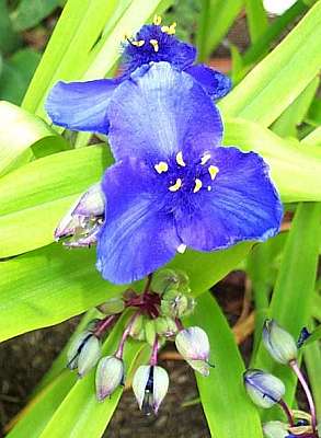 Tradescantia Blue and Gold