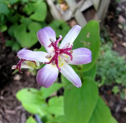 Tricyrtis formosana Samurai