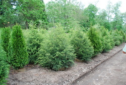 Tsuga canadensis — photo 1