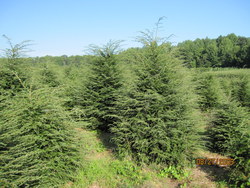 Tsuga canadensis — photo 2