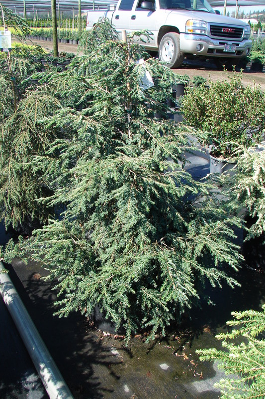 Tsuga canadensis New Gold