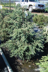Tsuga canadensis New Gold — photo 1