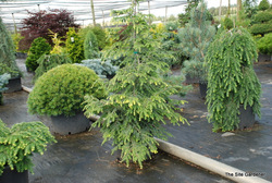 Tsuga canadensis New Gold — photo 2