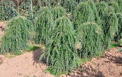 Tsuga canadensis 'Pendula' — photo 1