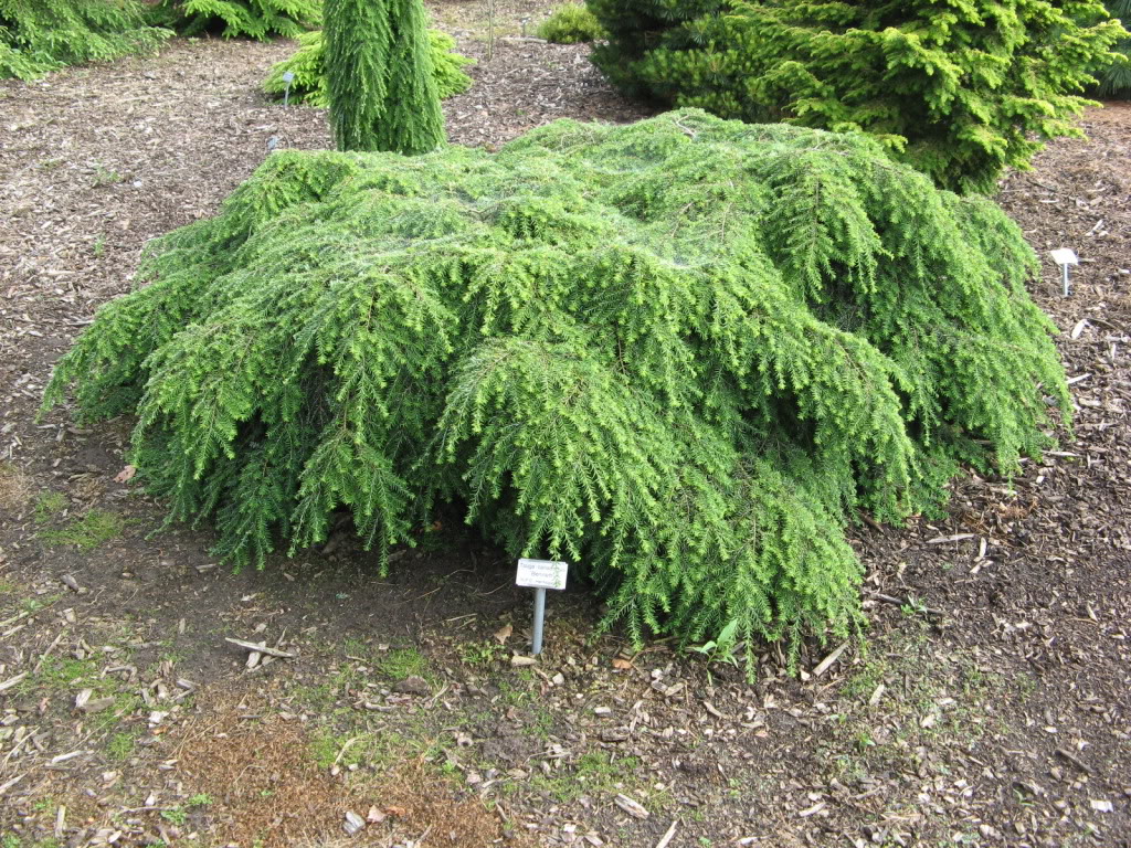 Tsuga canadensis Bennett