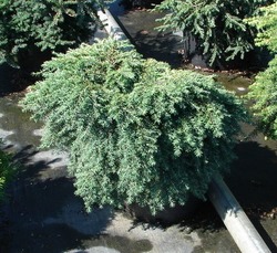 Tsuga canadensis Jeddeloh — photo 1
