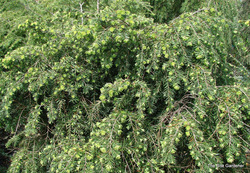 Tsuga canadensis Jeddeloh — photo 3