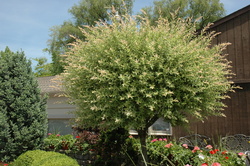 Salix integra x 'Hakuro Nishiki' — photo 3