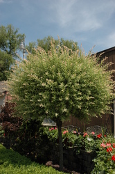 Salix integra x 'Hakuro Nishiki' — photo 4