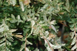 Salix integra x 'Hakuro Nishiki' — photo 5