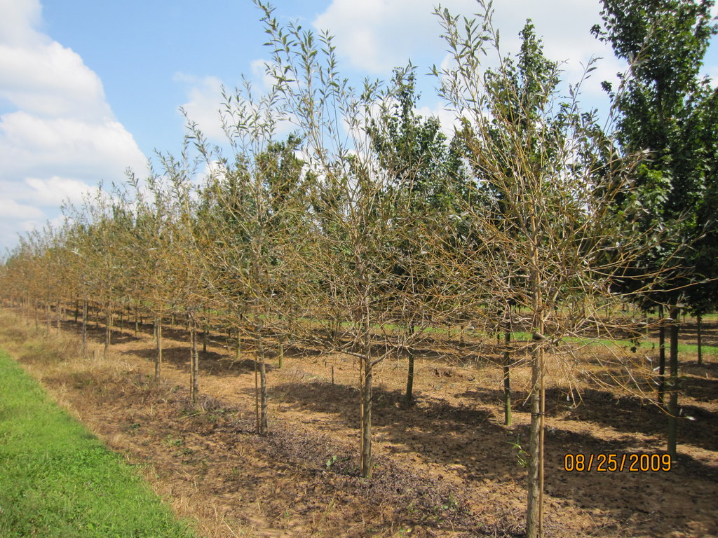 Salix pentaphyllum 'Prairie Cascade' — photo 1