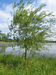 Salix pentaphyllum 'Prairie Cascade' — photo 2