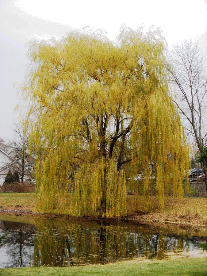 Salix Niobe Golden Weeping Willow