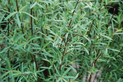 Salix Arctic Blue — photo 2