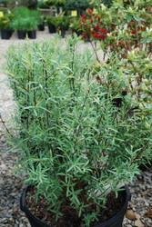 Salix Arctic Blue — photo 3