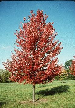 Acer freemanii 'Armstrong' — photo 1
