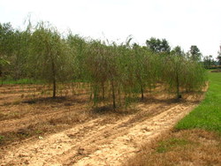 Salix Babylonian Weeping — photo 2