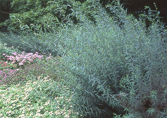 Salix purpurea 'Nana' — photo 1